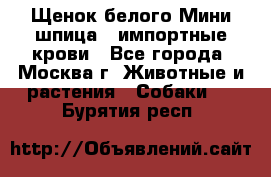 Щенок белого Мини шпица , импортные крови - Все города, Москва г. Животные и растения » Собаки   . Бурятия респ.